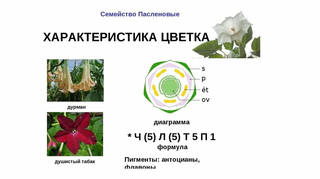 Формулу цветка ч5л5т5п1 имеют. Формула цветка пасленовых растений. Семейство Пасленовые диаграмма цветка. Семейство Пасленовые формула цветка. Формула цветка растений семейства пасленовых.