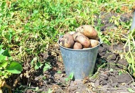 Сколько килограмм картошки в ведре 12