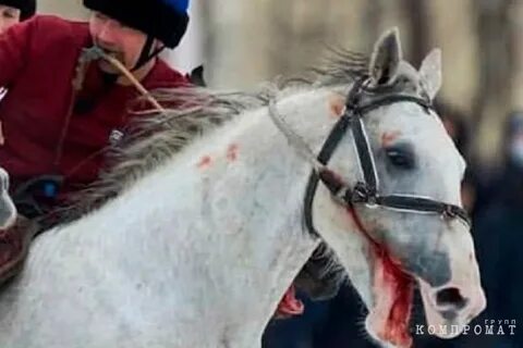 Лошадь жесть