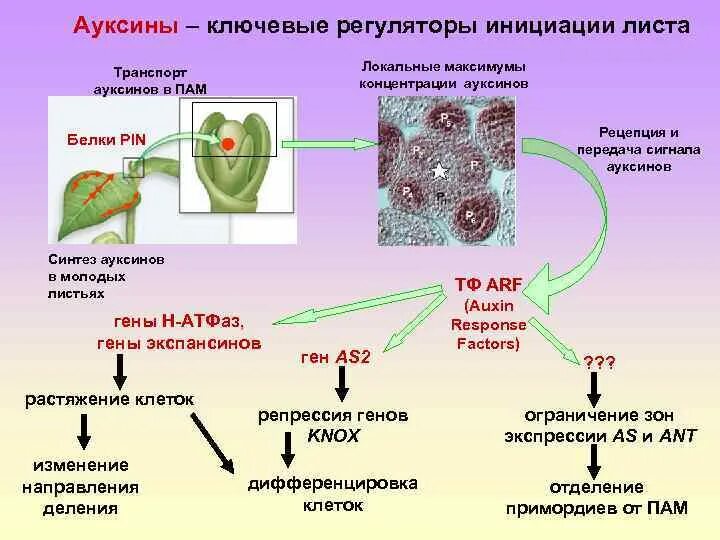 Фитогормон ауксин. Механизм действия ауксинов. Ауксины строение. Транспорт ауксинов.