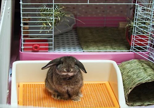Домик для кролика декоративного. Домашние животные для квартиры. Кролик в квартире. Домашний кролик в квартире. Завести ли кролика