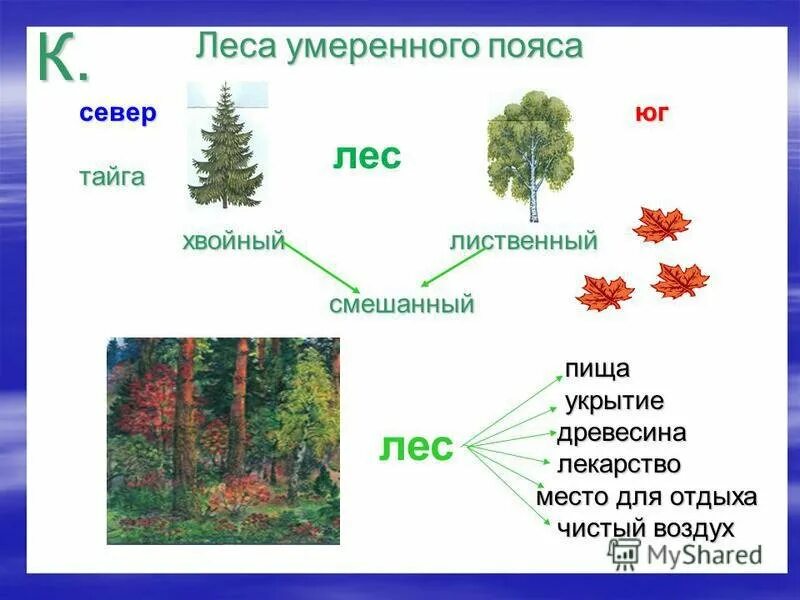 Схемы Тайга смешанный лес широколистный лес. Схема тайги смешанного и широколиственного лесов. Хвойные и смешанные леса. Хвойные лиственные и смешанные леса.