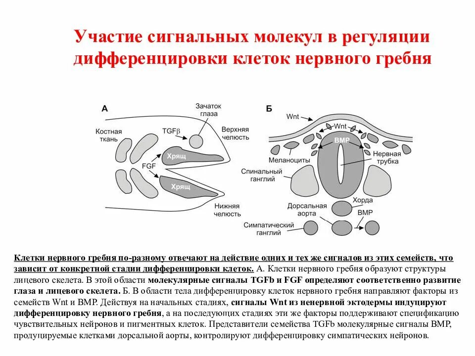 Осуществляется направленное перемещение и дифференцировка клеток. Дифференцировка нервного гребня. формирование нервного гребня. факторы дифференцировки клеток. производные нервной трубки и нервного гребня.