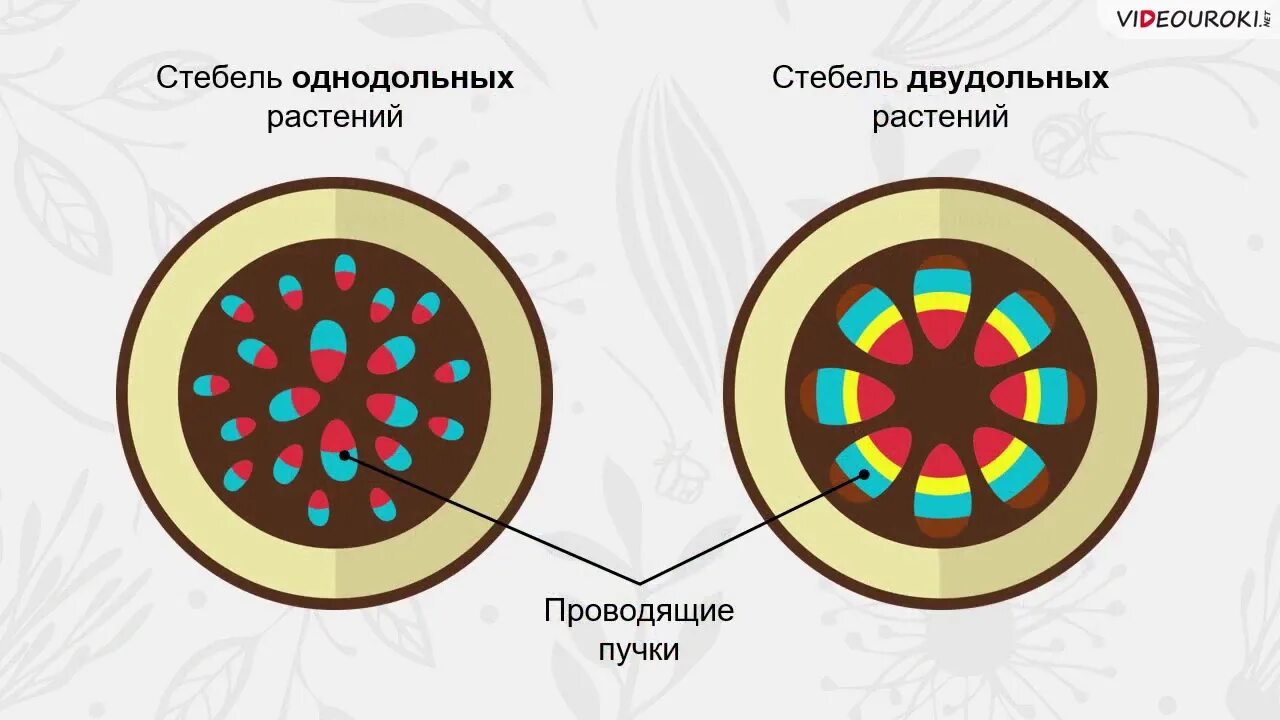 Проводящие пучки в стебле однодольных. Строение стебля однодольных и двудольных растений. внутреннее строение стебля однодольных и двудольных растений. строение стебля.многообразие стеблей. анатомическое строение стебля однодольных и двудольных растений.