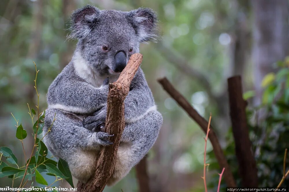 Коала относится к сумчатым. Коала в заповеднике. Коала медитирует. Заповедник Lone Pine Koala. Фото коалы в заповеднике.