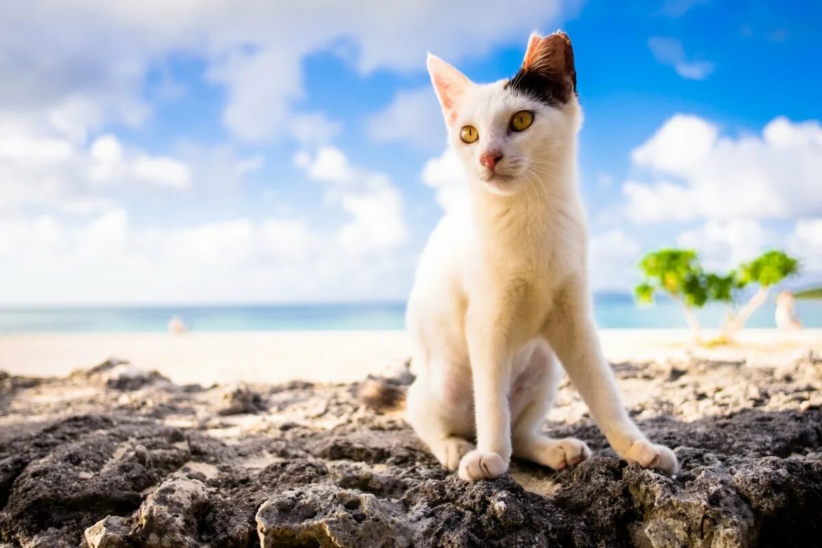Котик летом. Кошка лето. кот на море. котик на пляже. летний кот на пляже.