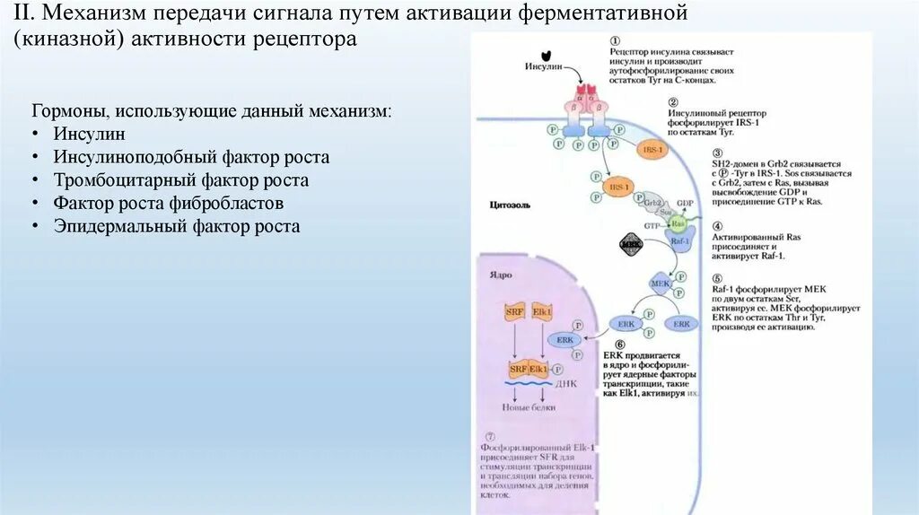 Передача сигналов рецепторами. Передача сигналов рецепторами. Трансдуктор фармакология. Передача сигнала от клеточного рецептора в клетку. Мембранные рецепторы и внутриклеточная передача сигнала.