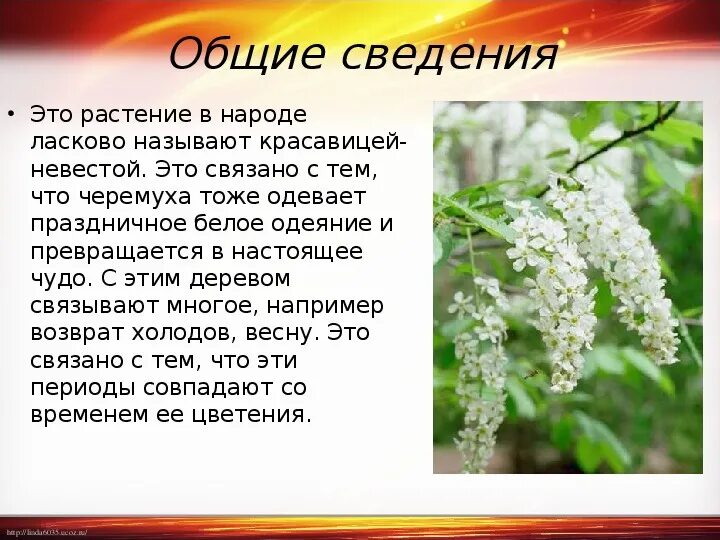 Как пишется зацвела. Листья черемухи описание. Черемуха характеристика для детей. Черемуха презентация. Черёмуха описание растения.