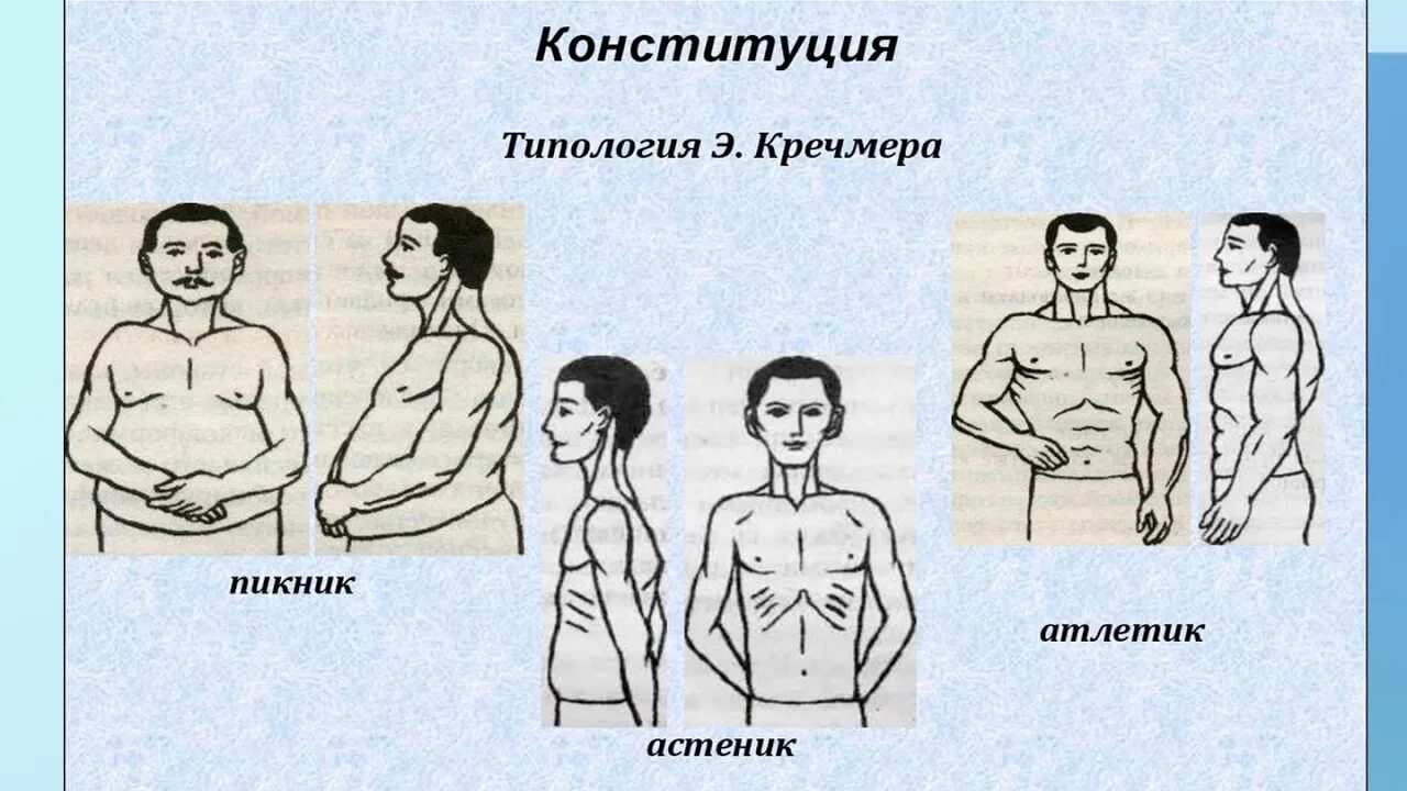 Типы телосложения пикник астеник Атлетик. Типы телосложения по Кречмеру астеник пикник Атлетик. Астеник Атлетик пикник. Пикник Атлетик астеник по Кречмеру. Пиктик