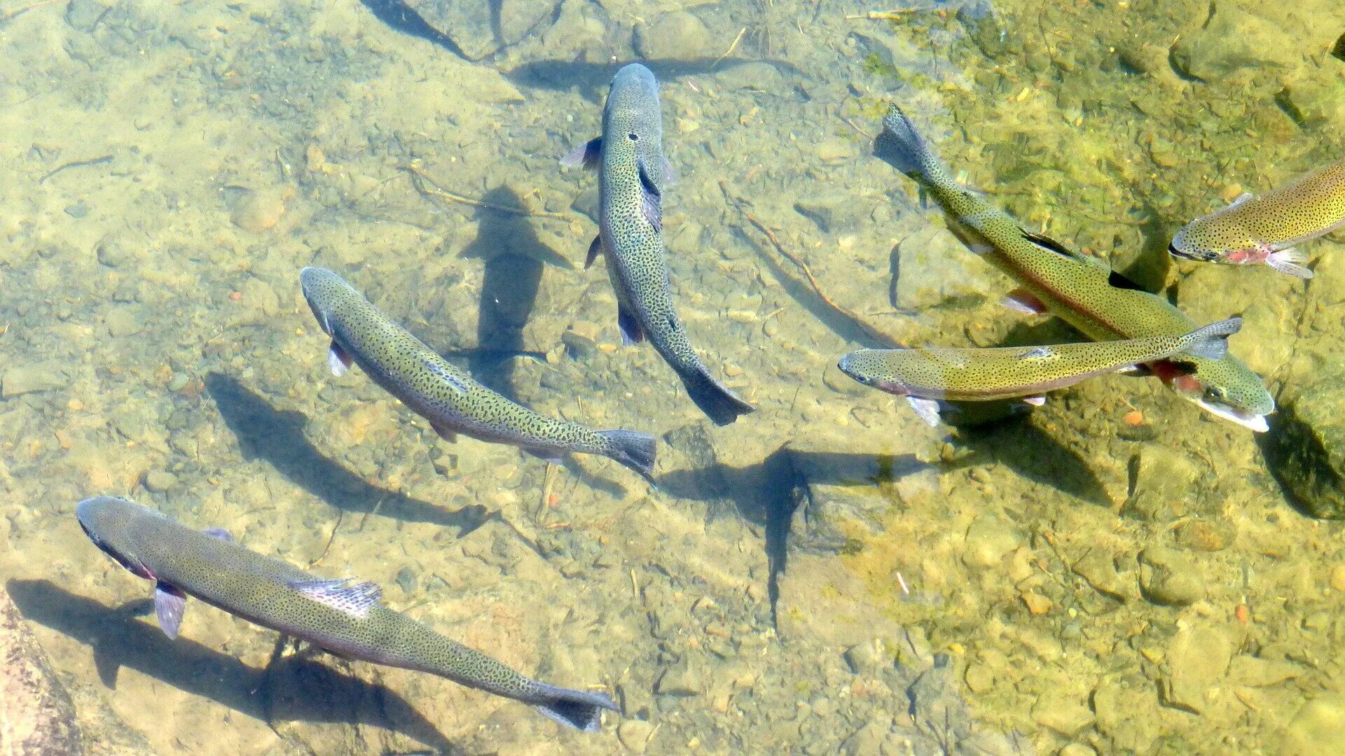 Что такое турея. Рыба в озере. Мелководье рыбы. Рыба в речке. Рыба на мелководье в реке.