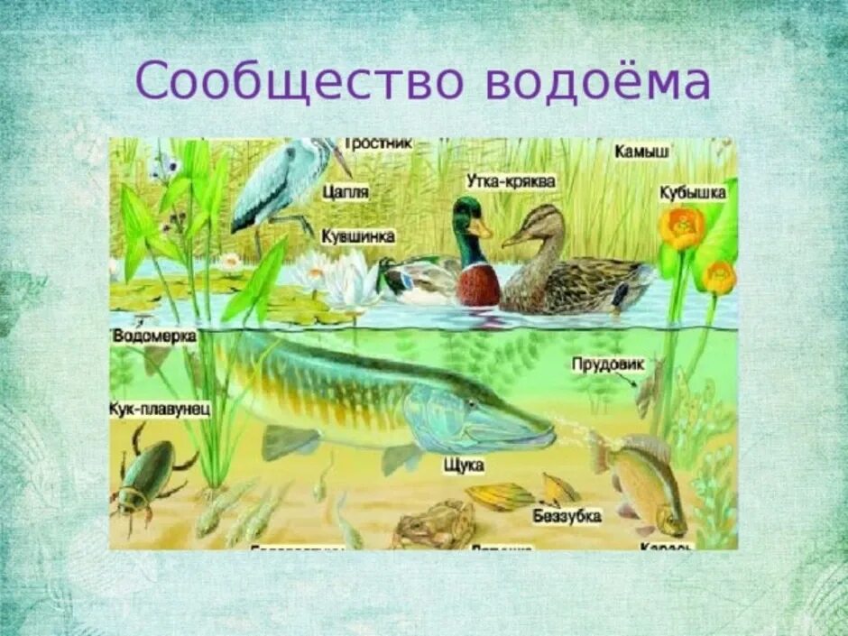 Каких животных пресных водоемов. Обитатели водоемов. Сообщество водоем. Природное соощество пресный водоём. Обитатели пресных водоемов.