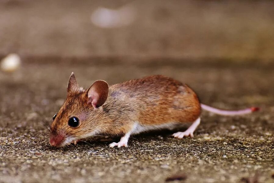 Afbeelding: Pip de Spitsmuis (@biospitsmuisje) Twitter Nagetiere, Tiere, Säugeti