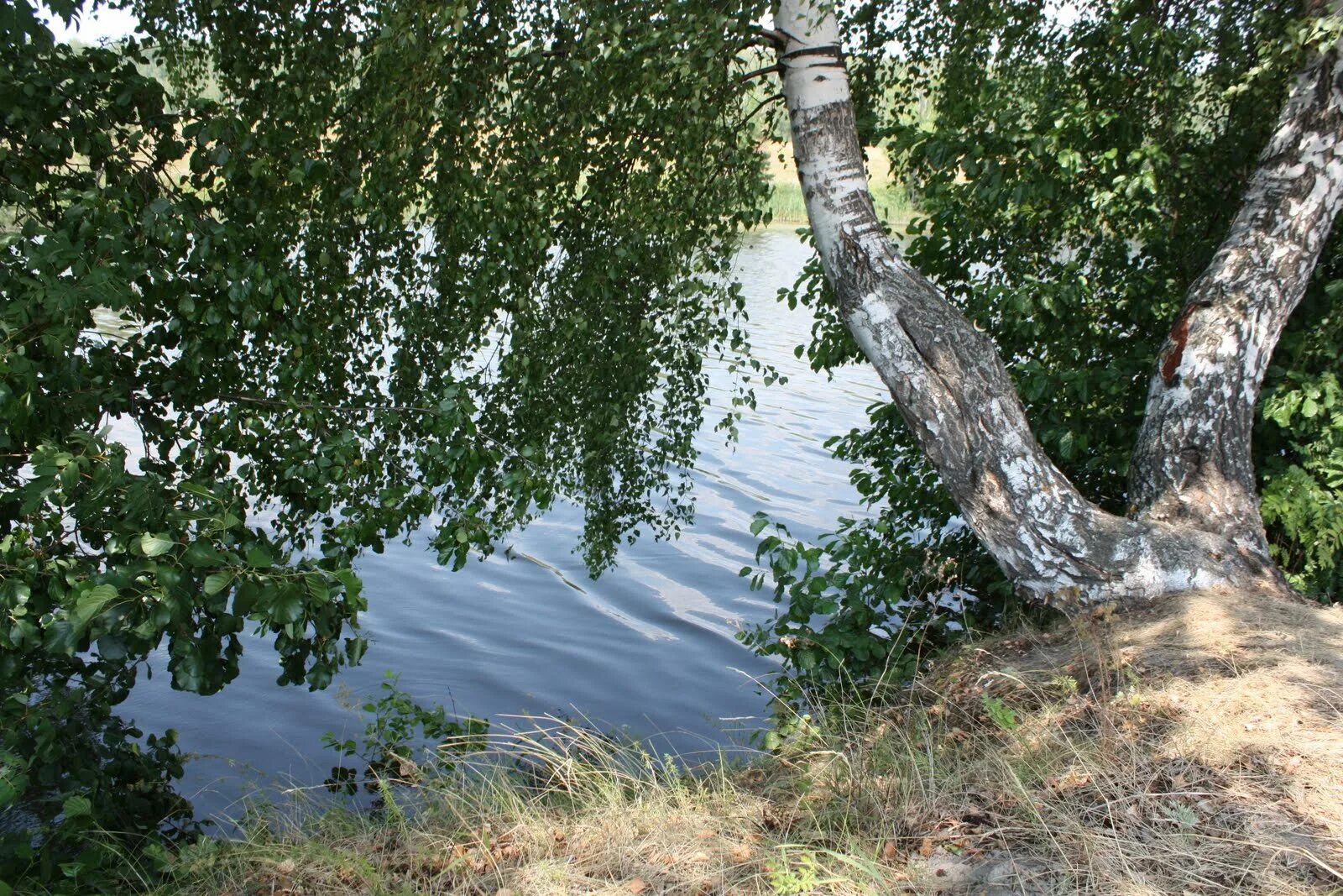 Ольха у реки. Деревья растущие на берегу реки. Деревья растущие в воде. Ольха у воды. Рыба березка