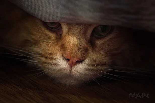 Грустный взгляд собаки. Мемы. Выглядит грустно. Очень грустно. Грустно кот.