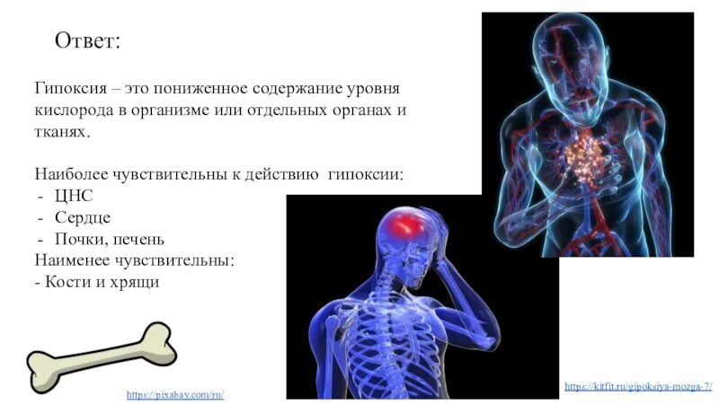 Пониженное содержание кислорода в крови латынь. Гипоксия органов. Органы наиболее чувствительные к гипоксии. Гипоксия органов и тканей. Гипоксия физиология.