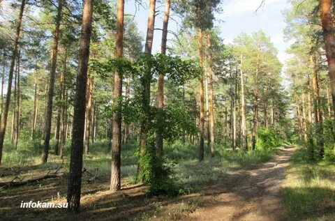 Главная лес