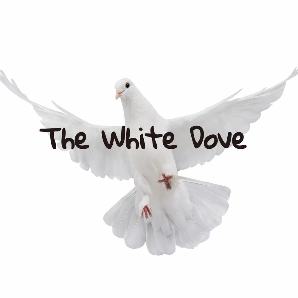 White dove Scorpions. Scorpions White dove album. Scorpions White dove [Single]. Scorpions – White dove картинки.