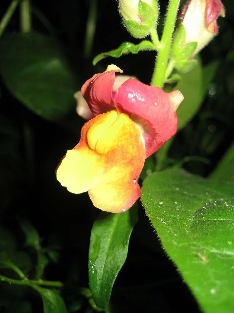 львиный зев цветок. антирринум листья. лист львиного зева. львиный зев листья. львиный зев листья.