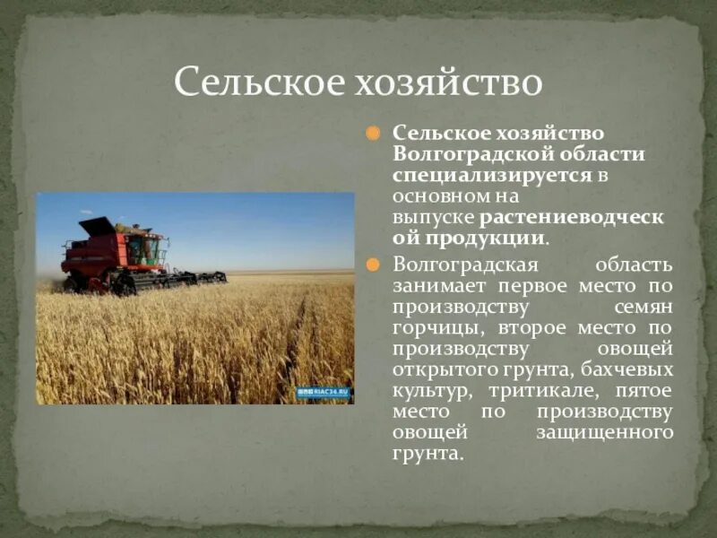 Отрасли хозяйства Волгоград география 9 класс. Экономика Волгоградской области. Экономка Волгоградской области. Презентация на тему сельское хозяйство