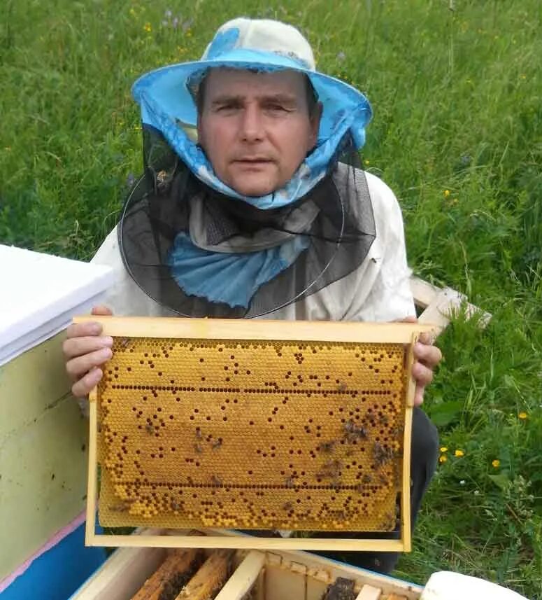 Пчелы купить в нижегородской. Рамка с расплодом. Рамка с печатным расплодом. Пчелиная рамка с расплодом. Пчелы на рамке с расплодом.