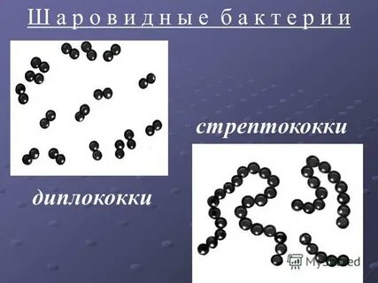 Диплококки