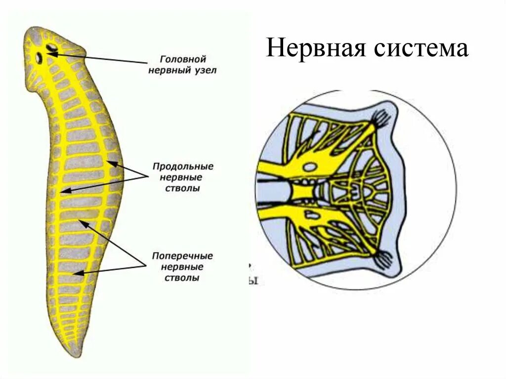 Строение нервной системы планарии. Ресничные черви строение нервной системы. Лестничная нервная система планарии. Плоские Ресничные черви нервная система.