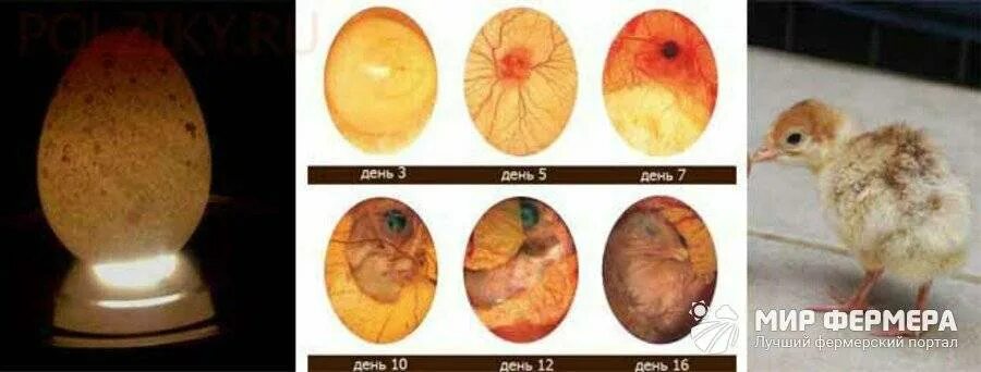Развитие в яйце по дням фото. Инкубация перепелиных яиц овоскопирование. Инкубация утиных яиц овоскопирование. Яйцо индейки инкубационное овоскопирование. Овоскопирование гусиных яиц 10 день.