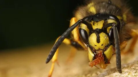 Yellow jacket