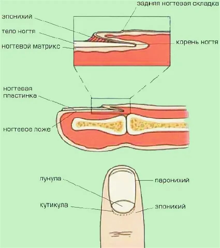 Строение ногтя человека на руках и ногах: схема. Анатомия, функции и особенности