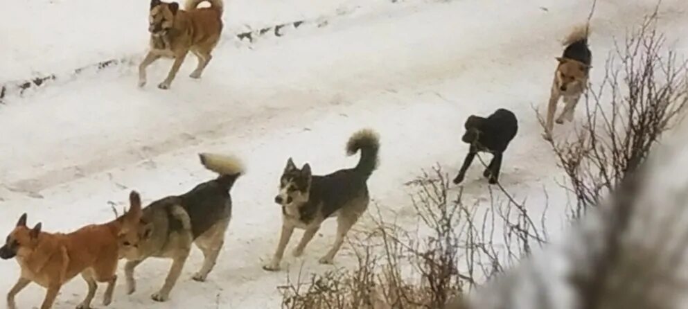 Стая диких собак преследует туристов. Безнадзорные собаки Карелия. Бездомные собаки Карелия. Свора собак на севере Сибири.