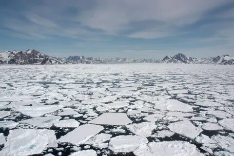 The sea ice