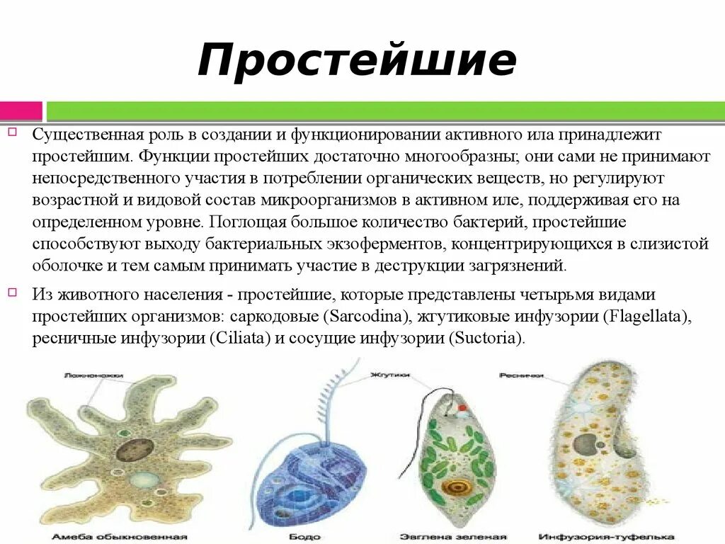 Кто был после простейших. Строение простейших микробов. Строение простейших микробиология. Простейшие организмы микробиология. Формы простейших микроорганизмов.