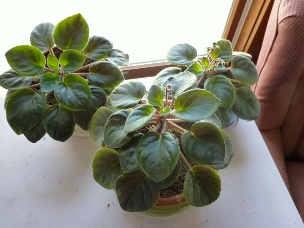 Фиалка гули. Обрезанная фиалка. Подкорм для фиалок. Фиалка детка цветет. Фиалка сантпаулия.