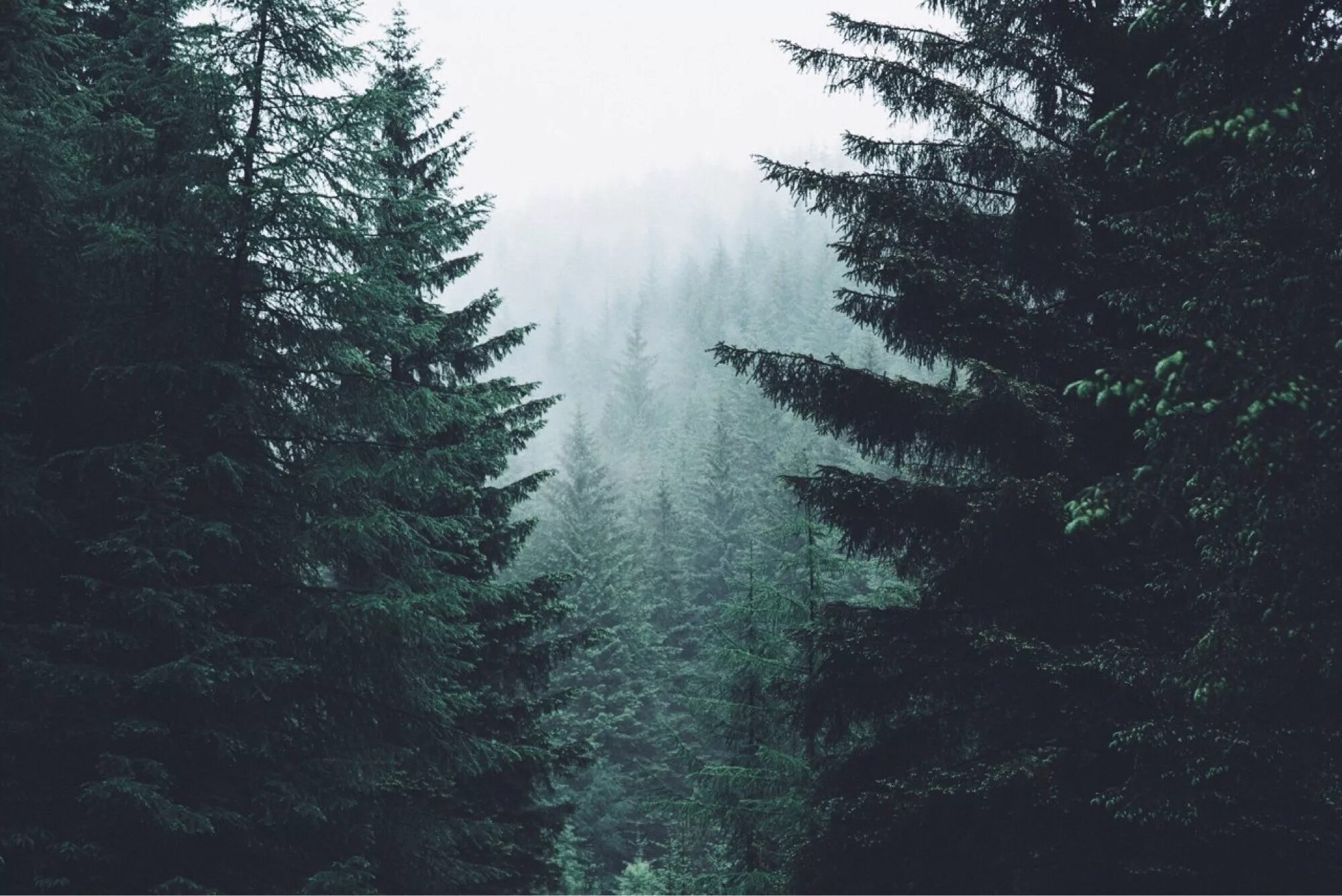 Хвойные сны. Лес Триллемарка-Роллагсфьелл. Твин пикс лес. Темный еловый лес. Мрачный еловый лес.