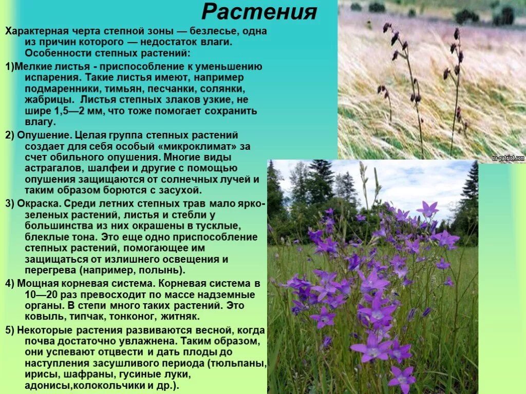 В какой природной зоне недостаток влаги. Приспособления растений в степи. Приспособление растений Степной растительности. Приспособления растений в Степной зоне. Типичные растения степи.