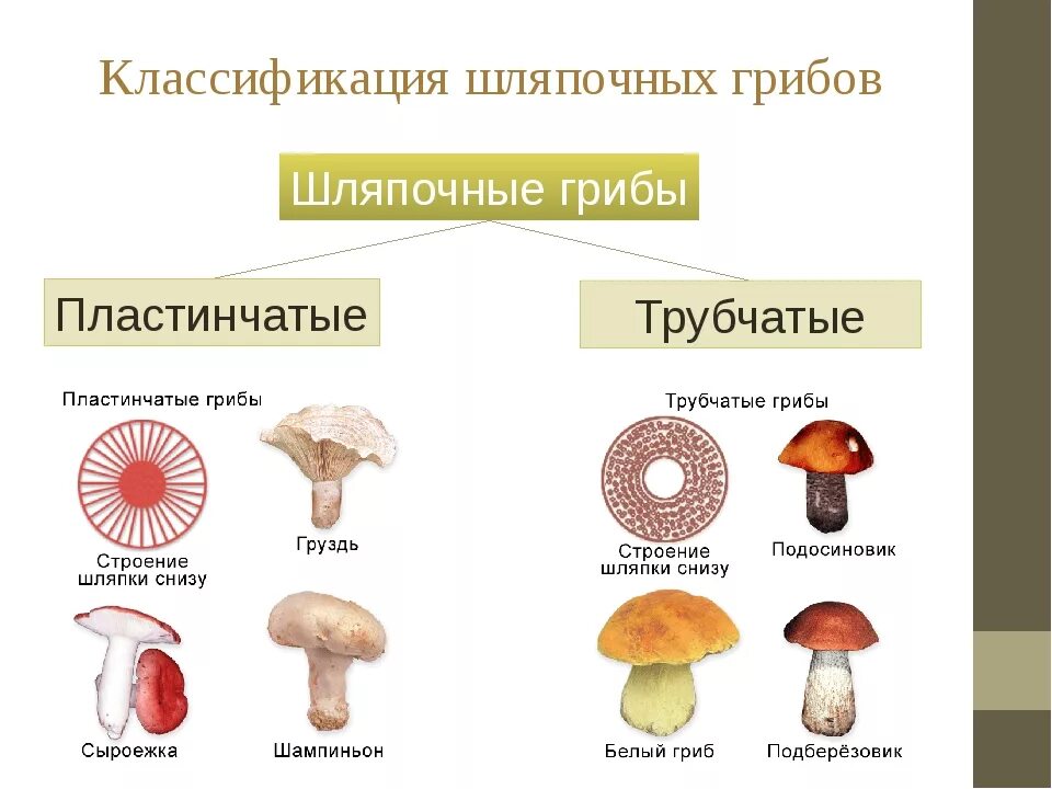 Шляпочные грибы трубчатые и пластинчатые. Классификация грибов трубчатые пластинчатые. Шляпочные грибы классификация. Строение трубчатых и пластинчатых грибов рисунки. Какие пластинчатые или трубчатые