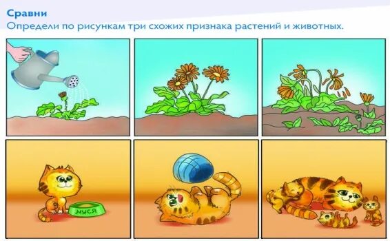 Между различиями животными. Между различиями животными