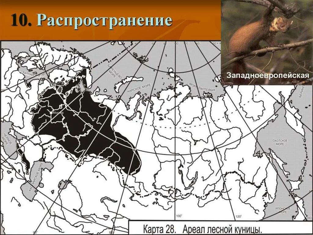 Распространение ареалы обитания. Харза ареал обитания. лесная куница ареал обитания. каменная куница ареал обитания в россии. лесная куница ареал обитания в россии.