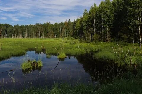 Тенькает синица меж лесных кудрей русский язык
