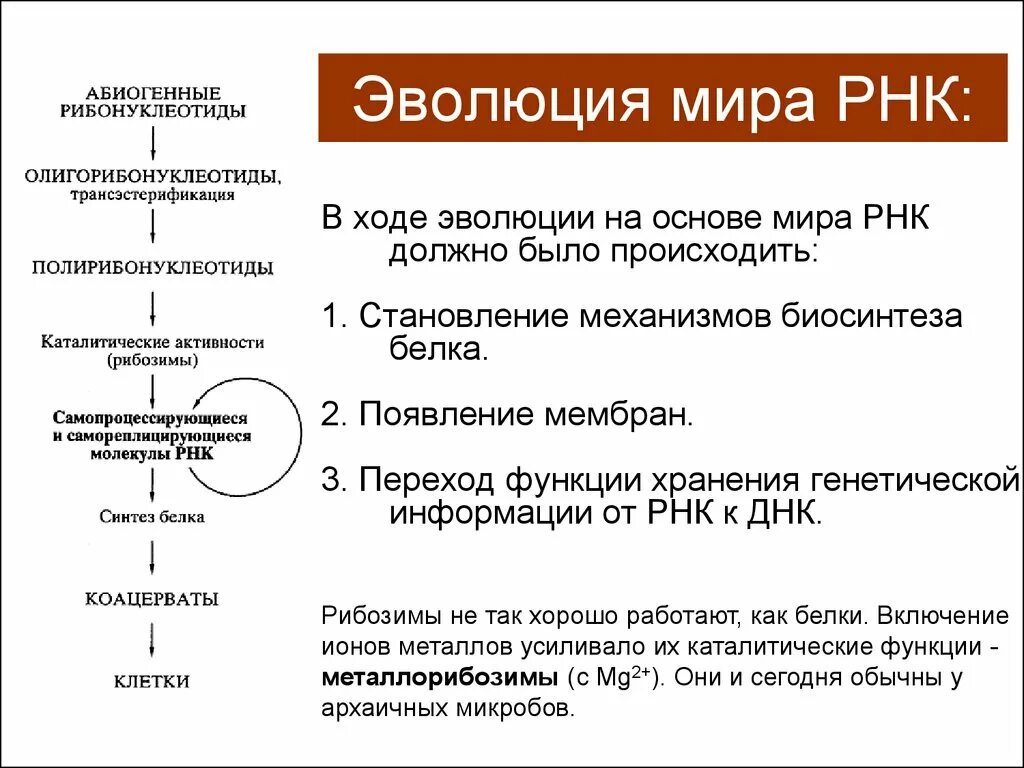 Мир РНК теория происхождения жизни. Теория происхождения жизни из РНК. Концепция мир РНК.