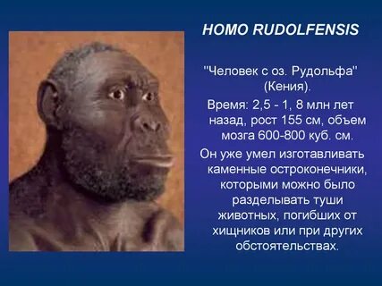 Проблема человека и животного