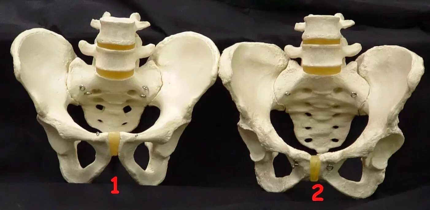 Отличить кость. Скелет мужского таза. Скелет женского таза. Скелет человека женский таз. Женские тазовые кости.