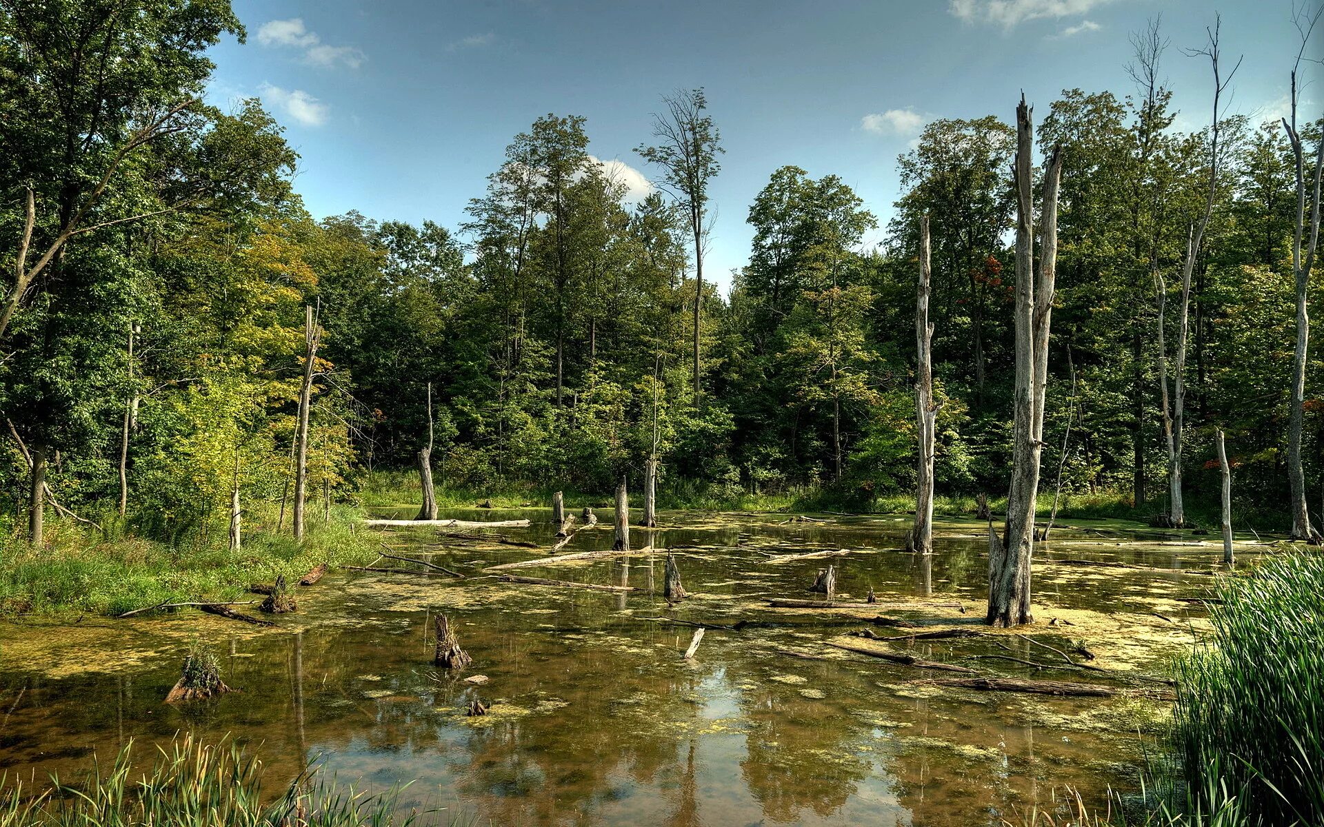 В лесу есть болото. Болотная трясина. В лесу есть болото. Болотистые леса румыния. Беловежская пуща болота.