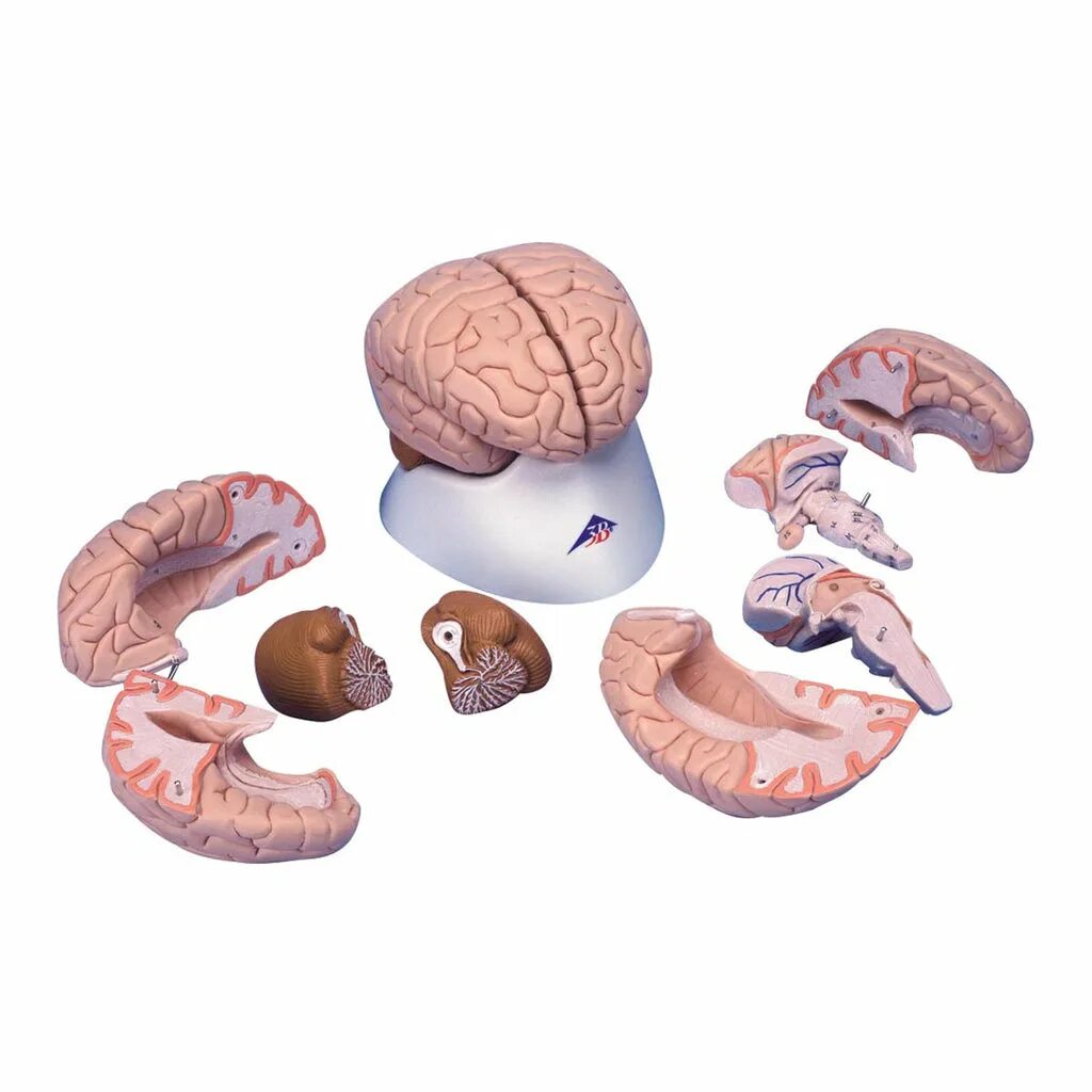 Brain 8 1. Муляж мозга. Модель мозга человека анатомическая. Разборная модель мозга. Мозг человека муляж.