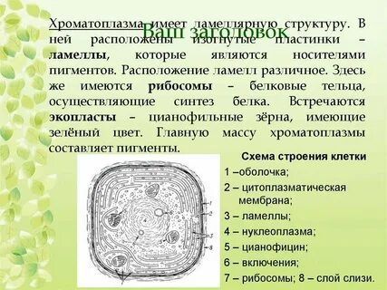 Основное вещество в клетках зеленых водорослей