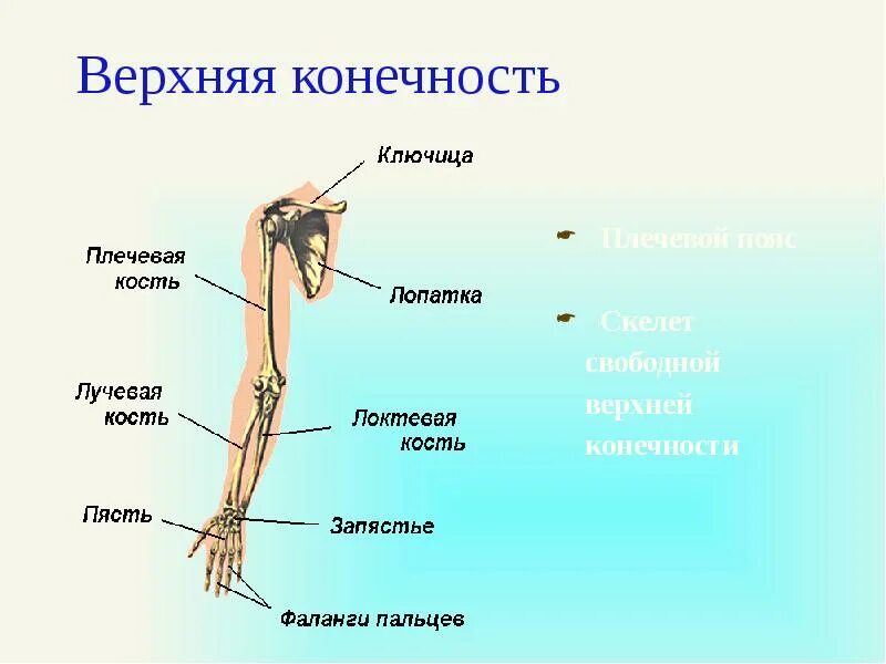 Строение верхней конечности. Скелет свободной верхней конечности. Свободная верхняя конечность. Пояс верхних конечностей.