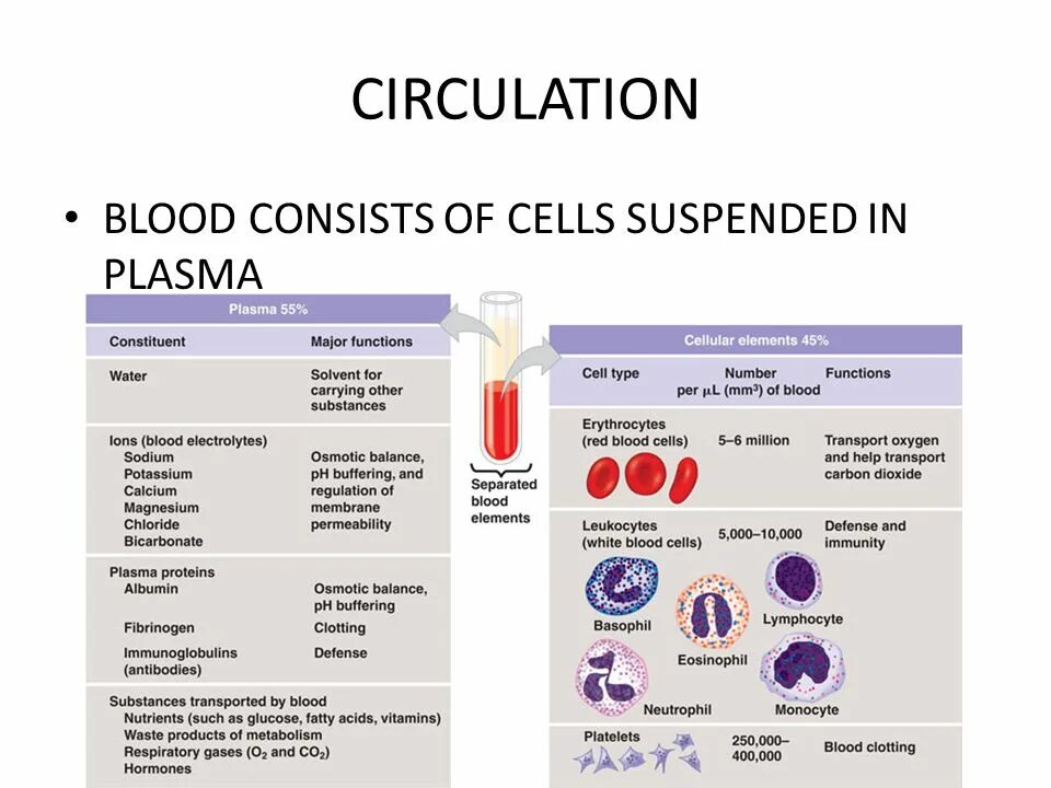 Blood components. Элементы крови на английском. Blood Plasma function. White Blood Cells схема.