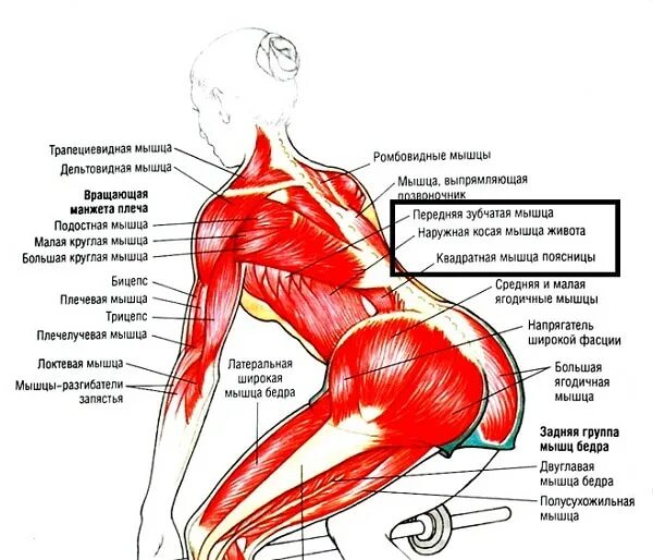 Велосипед какие мышцы работают у женщин. Мышцы задействованные при езде на велосипеде. Мышцы задействованные на велотренажере. Напряженные мышцы поясницы. Мышцы задействованные при катании на велосипеде.