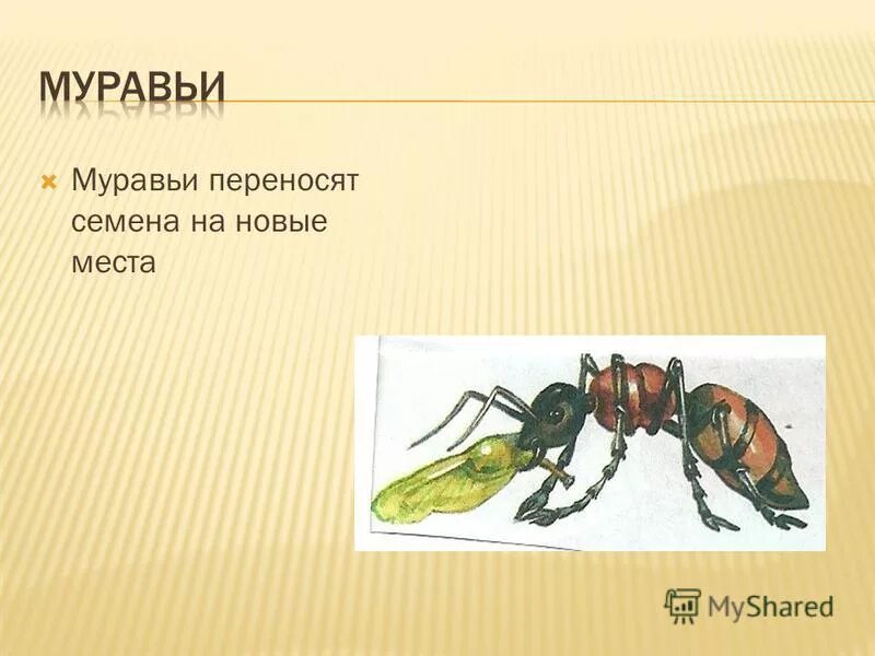 Муравей по слогам. Муравьи переносят семена. Муравей переносчик. Муравья перенос. Муравей слоги.