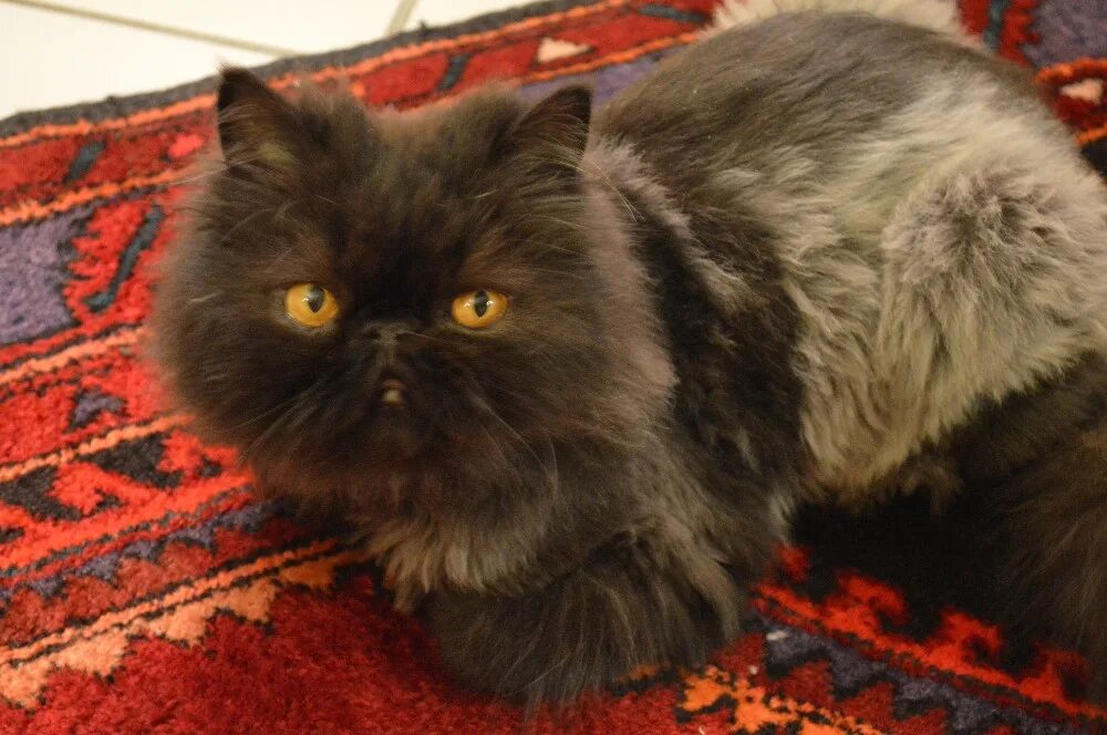 Персидская кошка черная. Персидский кот коричневый. Персидский кот черный. Шоколадный персидский кот. От персидской кошки с шоколадной окраской